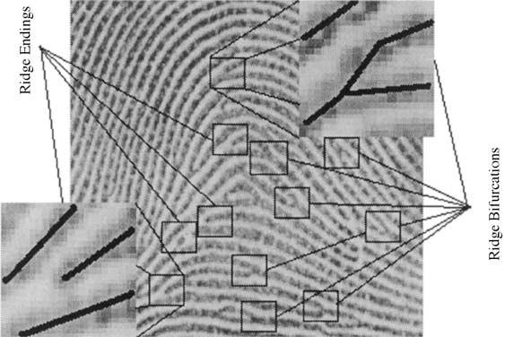 228 S. GREENBERG, ETAL. The second method uses a unique anisotropic filter for direct gray-scale enhancement. Figure 1. Examples of minutiae (ridge ending and bifurcation) in a fingerprint image.